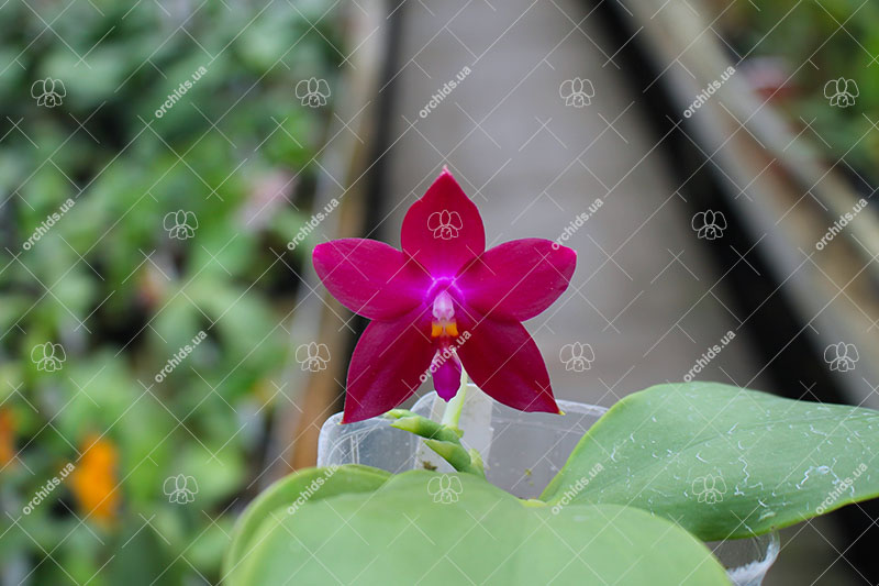 Phalaenopsis LD's Bear Queen x Jennifer Palermo.jpg