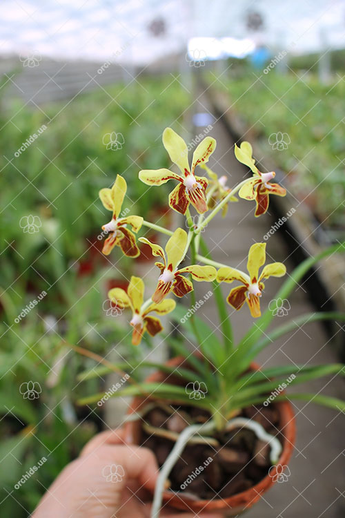 Vanda lamellata.jpg