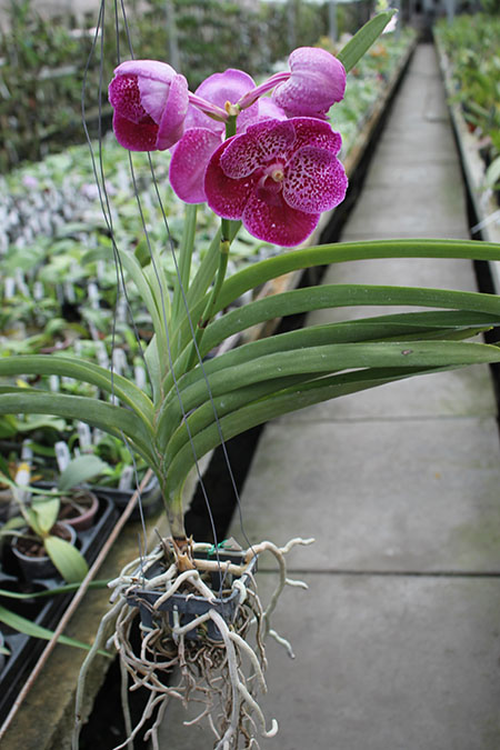 Vanda Chulee Delight.jpg