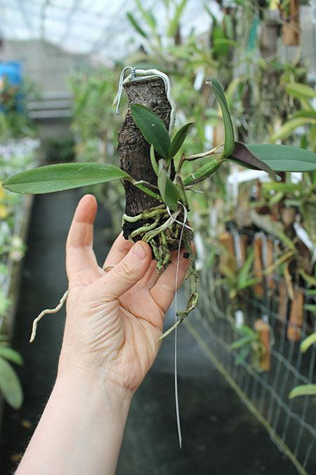 Cattleya schilleriana 'Surpresa' x 'Preciosa'.jpg