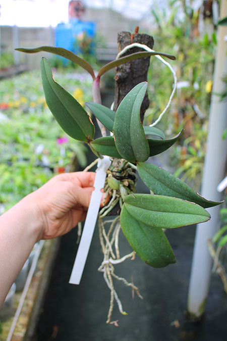 Cattleya schilleriana 'Olinda' x 'Preciosa'.jpg