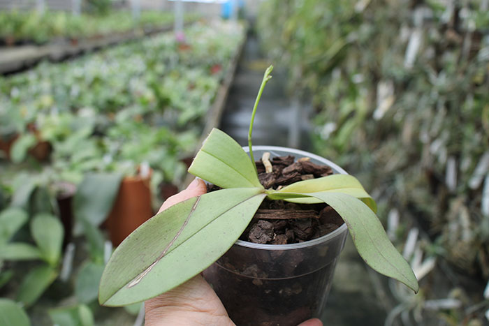 Phalaenopsis mannii 'Black'.jpg