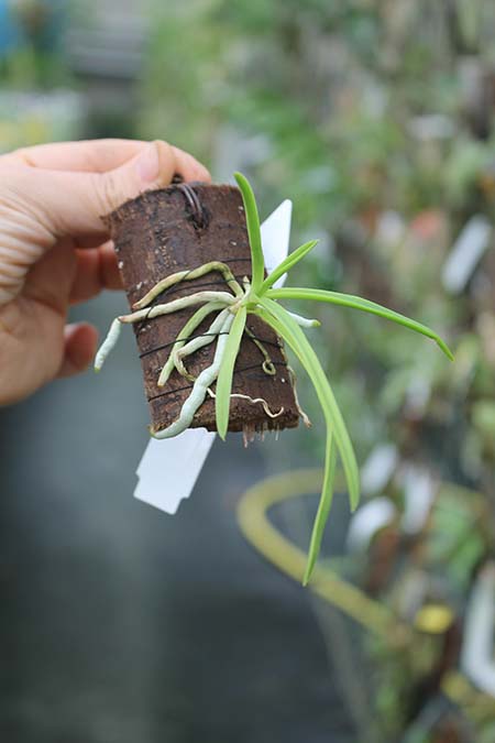 Holcoglossum rupestre x Vanda lamellata var boxallii.jpg