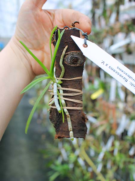 Holcoglossum flavescens x Vanda coerulescens.jpg