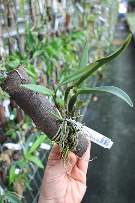 Sophrocattleya Candy Ball.jpg