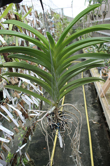 Vanda Robert Delight 'Ink Star'.jpg