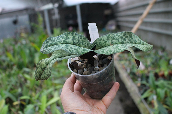 Paphiopedilum malipoense x bellatulum.jpg