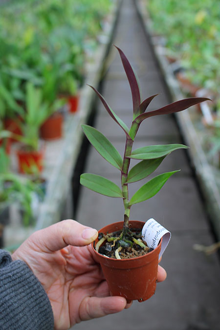 Epidendrum pseudepidendrum x melanoporphyreum.jpg