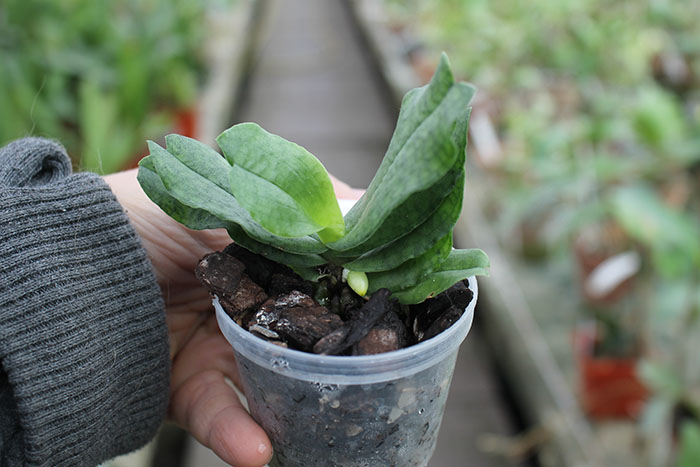 Aerangis somalensis.jpg