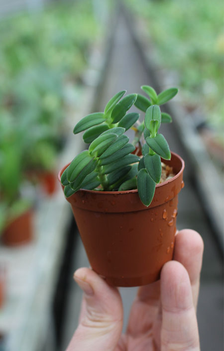 Epidendrum porpax.jpg