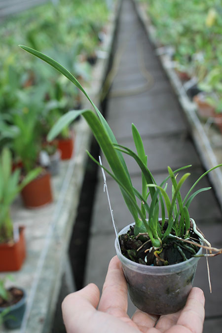 Encyclia mooreana.jpg