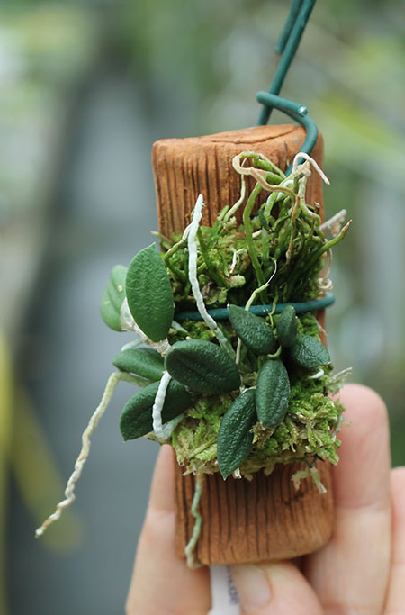 Dendrobium linguiforme.jpg