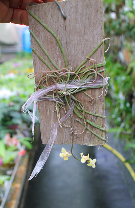 Chiloschista parishii.jpg