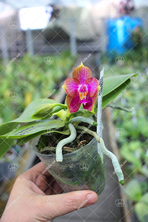 Phalaenopsis Ld's Bear King 'YK-14' x (Ya-Yi Qin x Yin's Bellina Kaiulani).jpg