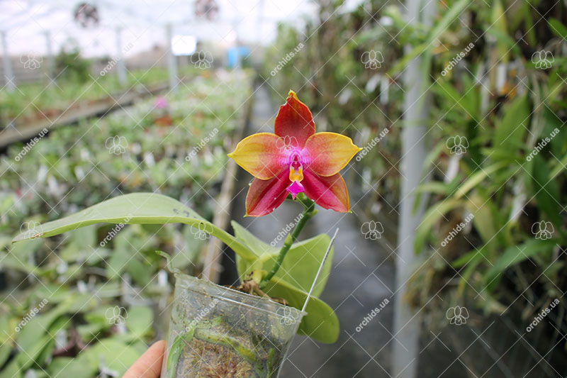 Phalaenopsis Mituo Prince 'Y' x Mituo King Bellina 'R'.jpg