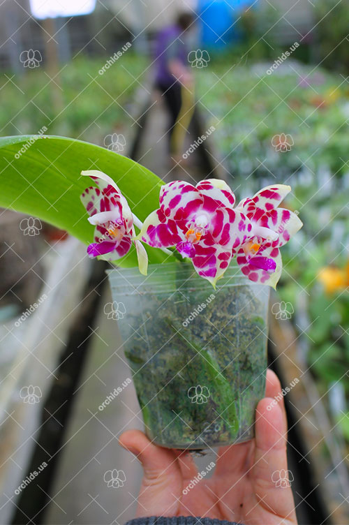 Phalaenopsis KS Super Zebra 'Yuan Shen'.jpg