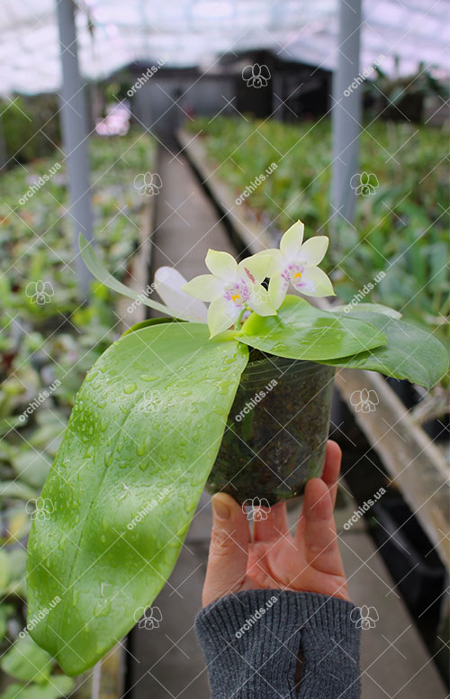 Phalaenopsis Jennifer Palermo (C1 type) x Phalaenopsis LD's Bear Queen.jpg