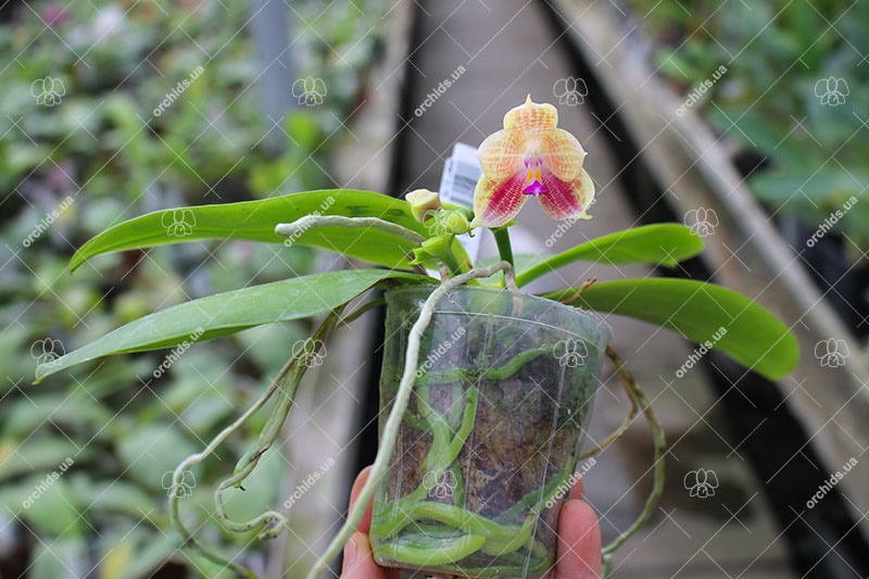 Phalaenopsis javanica x Ld's Bear Queen.jpg