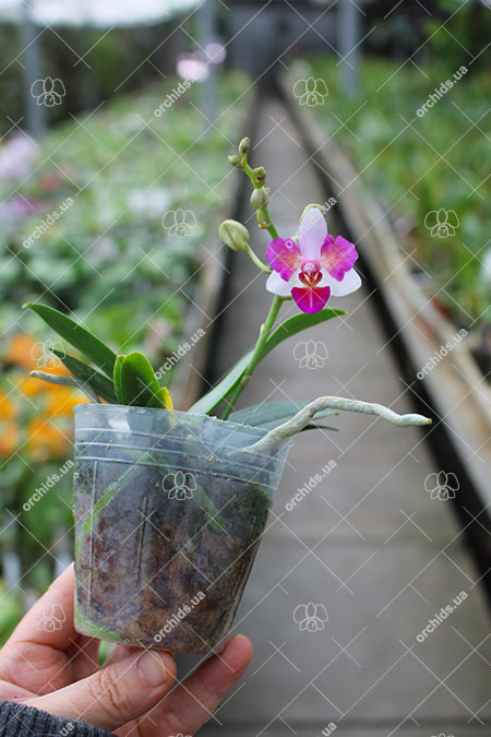 Phalaenopsis Liu's Berry 'ES'.jpg