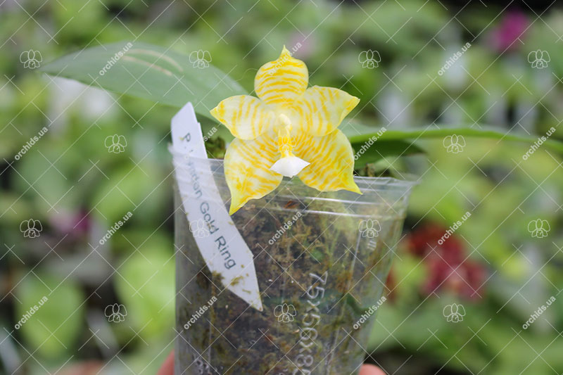 Phalaenopsis Lyndon Gold Ring (clone).jpg