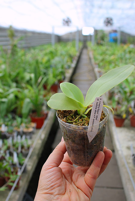 Phalaenopsis Cherry Spot alba (pulchra alba x bellina alba).jpg