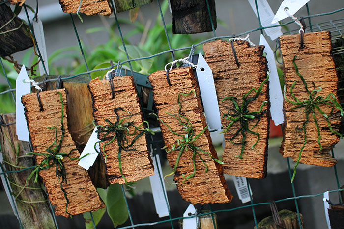 Microcoelia species.jpg