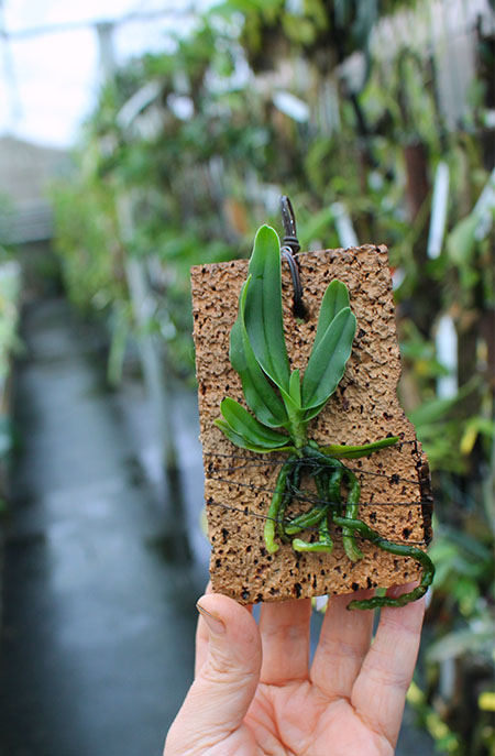 Cyrtorchis arcuata.jpg