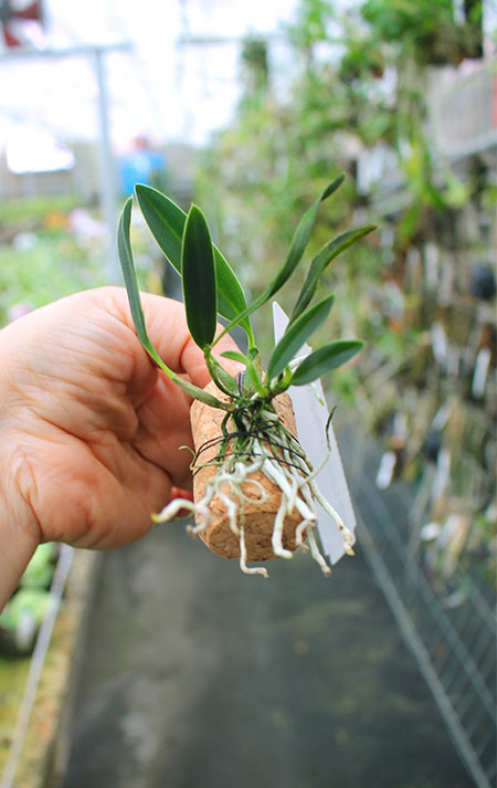 Sophronitis bicolor x xanthoglossa.jpg