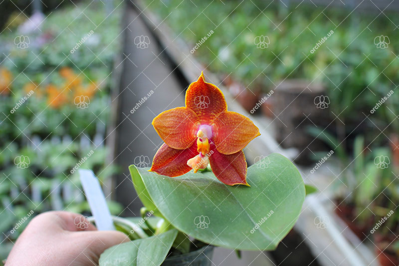 Phalaenopsis Ld's Bear King 'YK11'.jpg