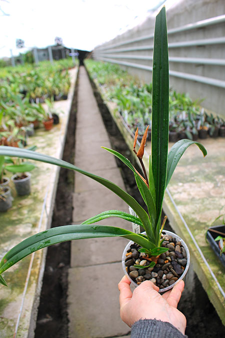 Phragmipedium Peruflora's Angel (kovachii x richteri).jpg