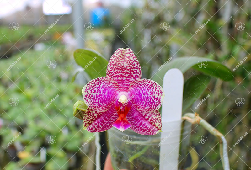 Phalaenopsis Ya-YI Qin x AL Sun Tiger.jpg