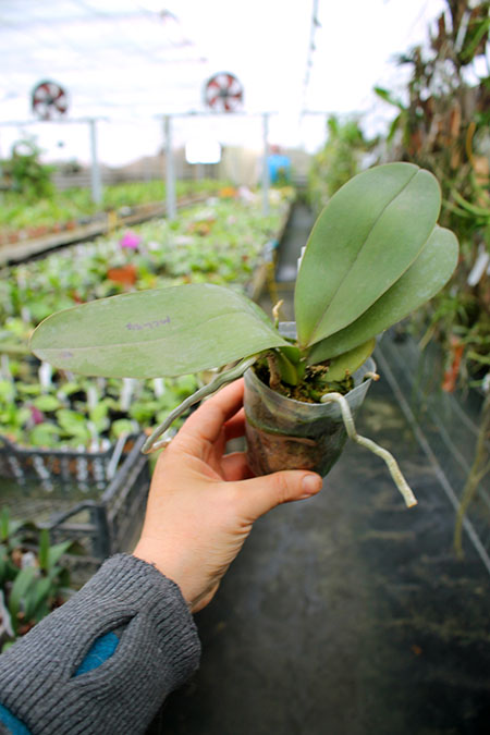 Phalaenopsis Mituo Diamond 'B-B'.jpg