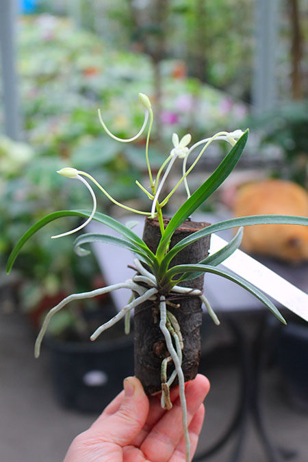Neofinetia falcata.jpg