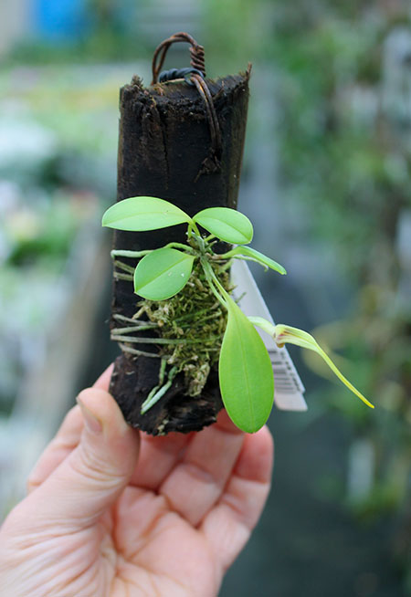 Masdevallia constricta.jpg