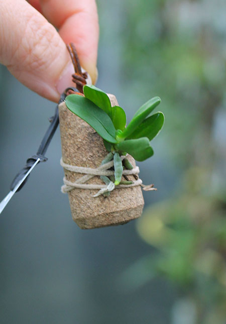 Ceratocentron fesselii.jpg