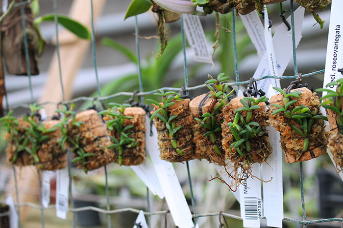 Mediocalcar decoratum.jpg