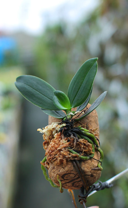 Aerangis hyaloides.jpg