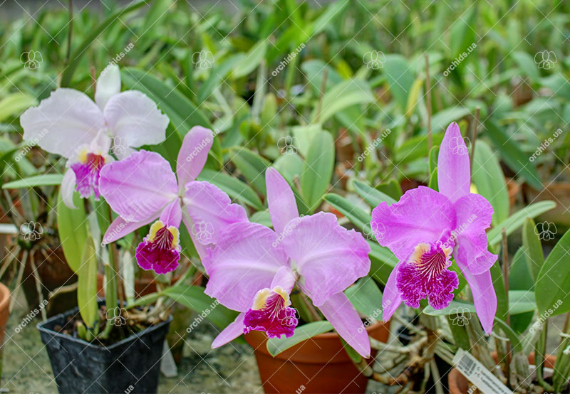 Cattleya lueddemanniana.jpg
