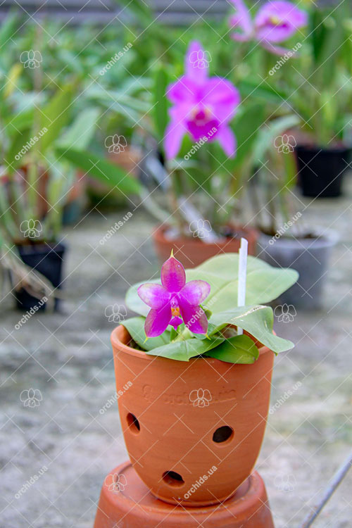 Phalaenopsis violacea indigo x LD Double Dragon 'Mituo #1'.jpg