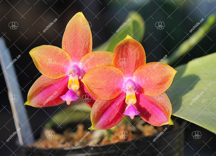 Phalaenopsis Mituo Coral Mambonosa x LD's bear Queen.jpg