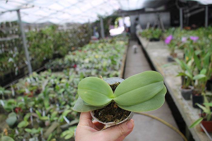 Phalaenopsis gigantea x Mituo Venosa.jpg