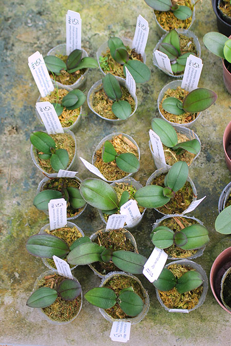 Doritaenopsis I-Hsin Spot Leopard 'peloric'.jpg