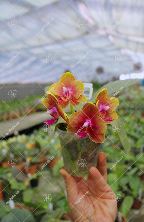 Phalaenopsis (Mituo Golden x Sogo Nihou) x Mituo Prince.jpg