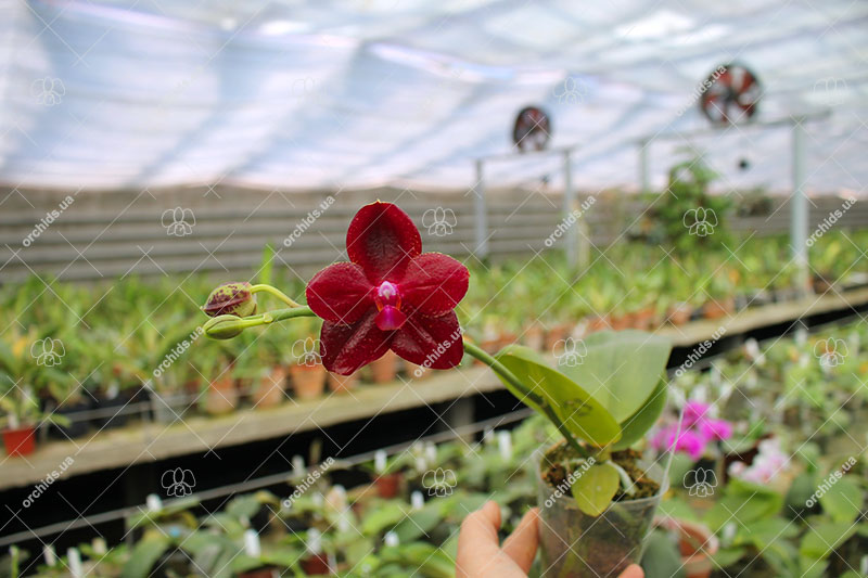 Phalaenopsis Mituo Sun King 'S-R-Spots'.jpg