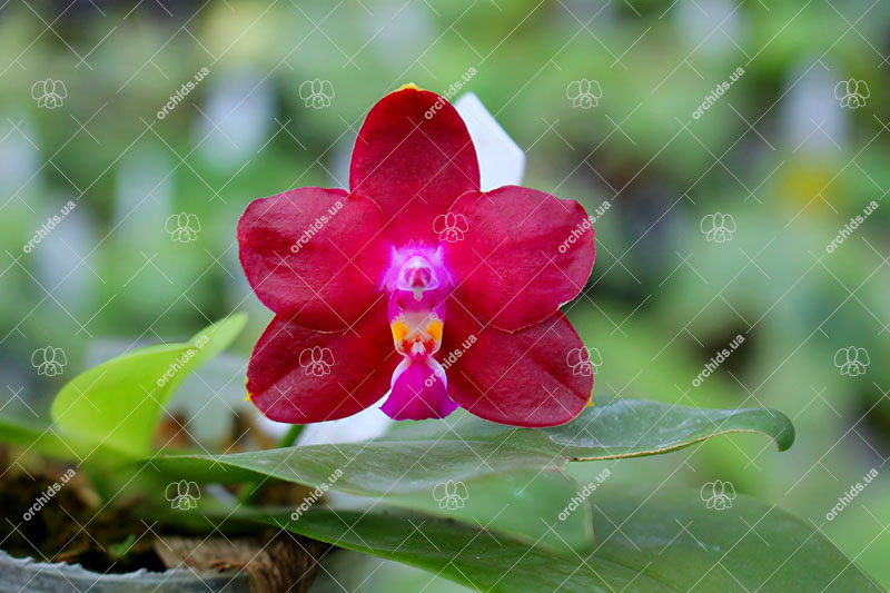 Phalaenopsis Zheng Min Orion.jpg
