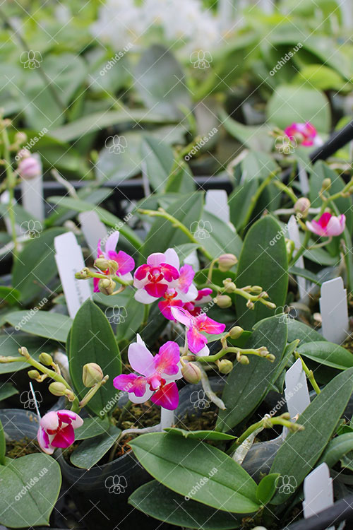Phalaenopsis Liu's Berry 'ES'.jpg