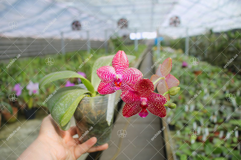 Phalaenopsis Al Green Eagle x Mituo Sun.jpg