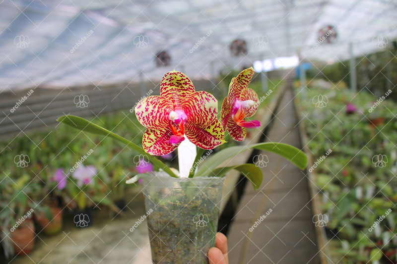 Phalaenopsis AL Sun Hannover 'Red' x Chingruey’s Tiger.jpg
