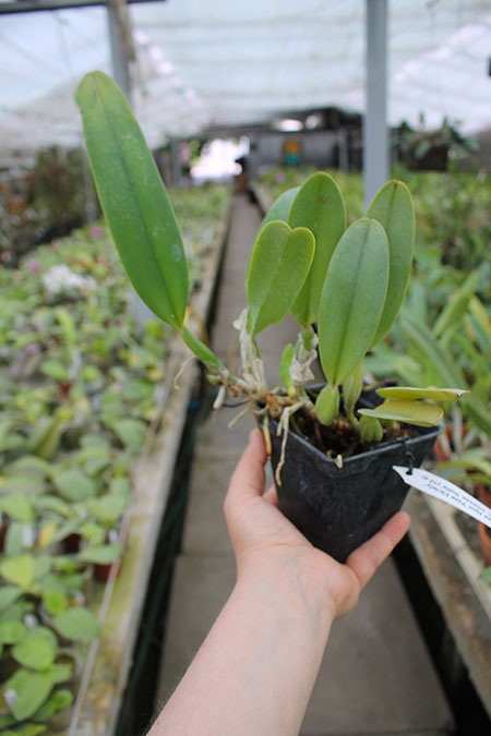 Cattleya trianae tipo 'Fine Variety' (98-8) x Cattleya trianae 'India' (10-8).jpg