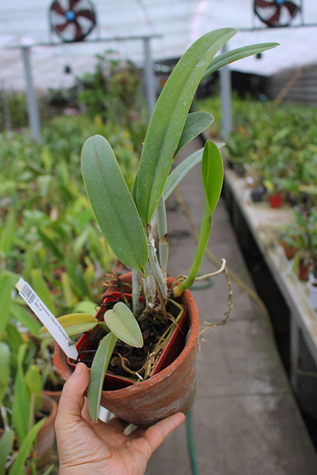 Cattleya maxima 'Peruana' x SELF.jpg